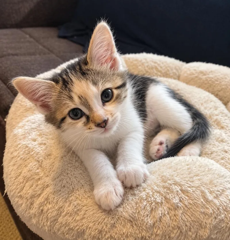 A baby small-sized male Black & White / Tuxedo Domestic Short Hair cat named Keanu for adoption in Chicago, IL