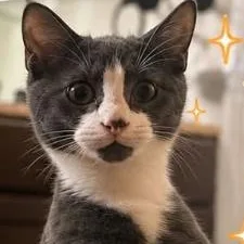 A young medium-sized male Gray & White Tuxedo cat named Dobby for adoption in Norfolk, VA
