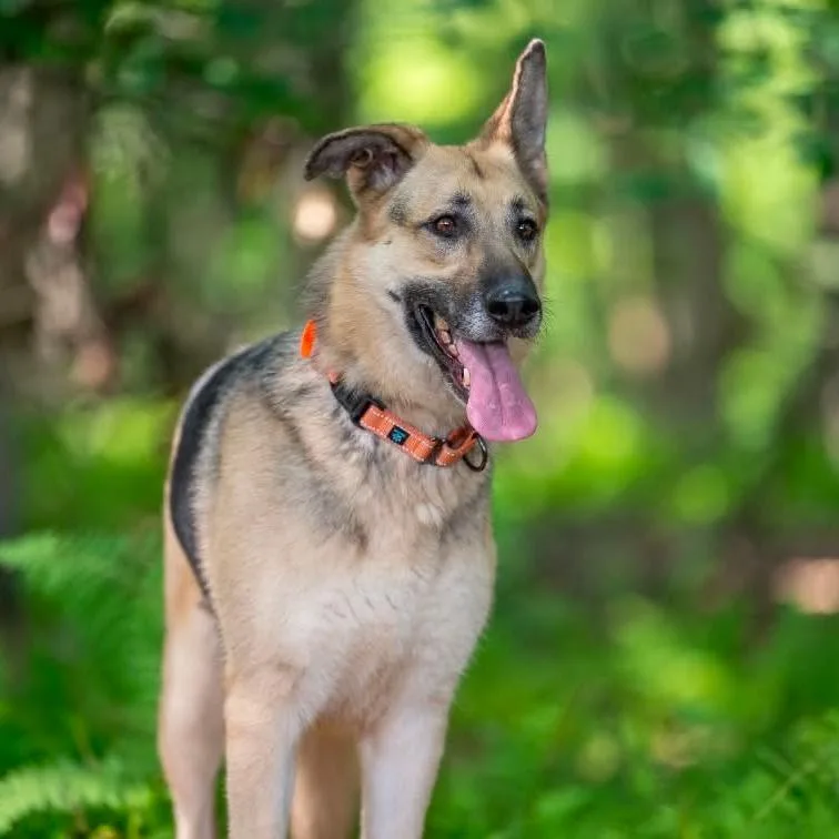 An adult large-sized female German Shepherd Dog dog named Phoenix for adoption in New Ringgold, PA