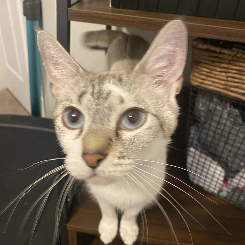 An adult medium-sized female Cream / Ivory Domestic Short Hair cat named Aphrodite for adoption in Tuscaloosa, AL