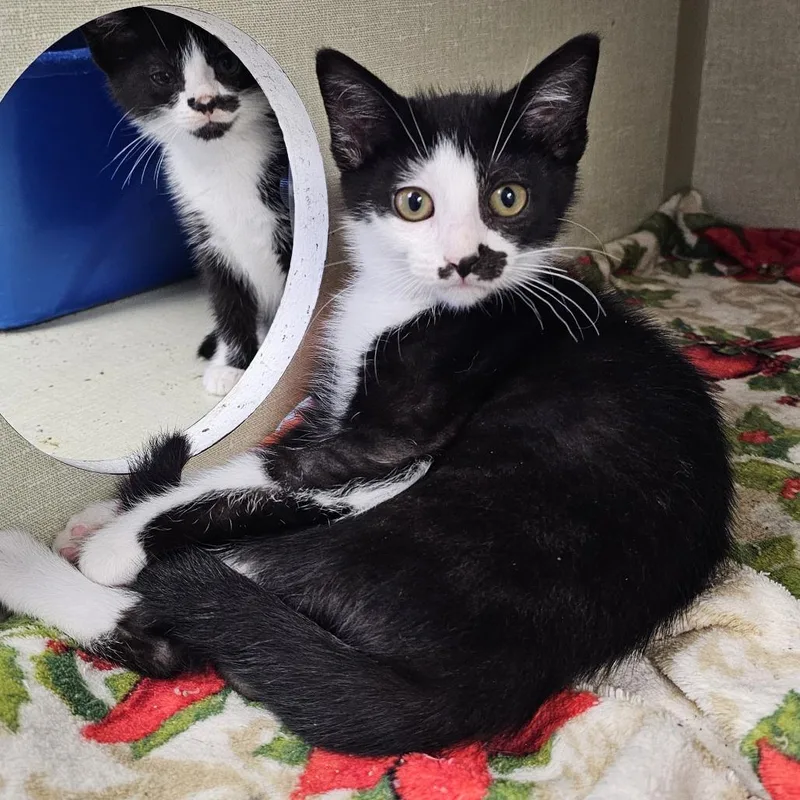 A baby small-sized female Black Domestic Short Hair cat named Ruby for adoption in Monroe, MI