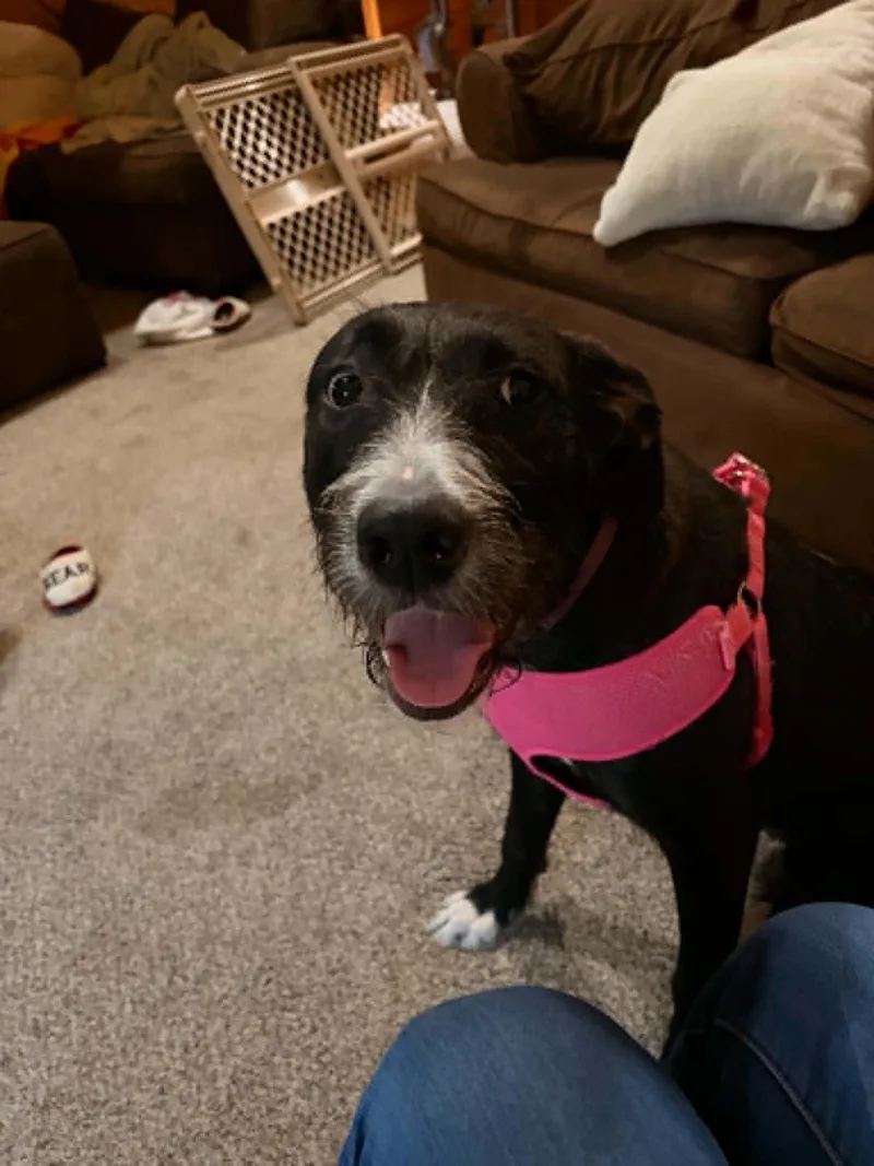 A young large-sized female Irish Wolfhound dog named Sorcha for adoption in Fulton, NY