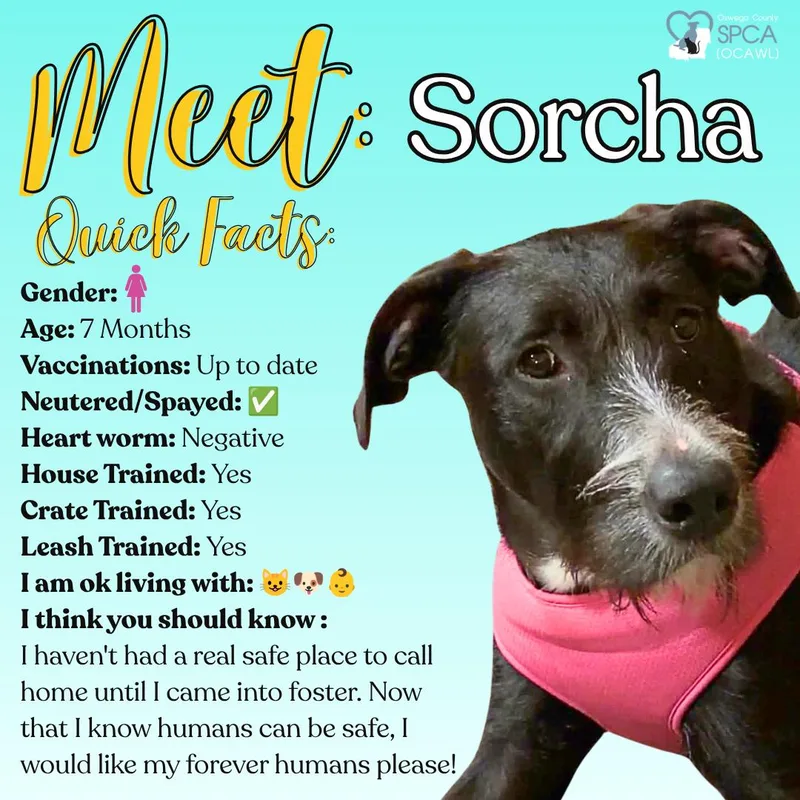 Sorcha thumbnail 4