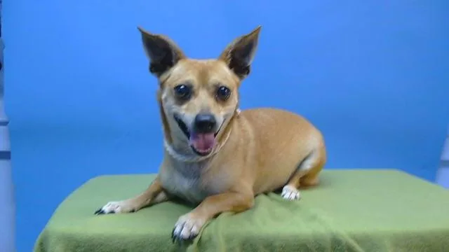 An adult small-sized male Chihuahua dog named Brother for adoption in Gardena, CA