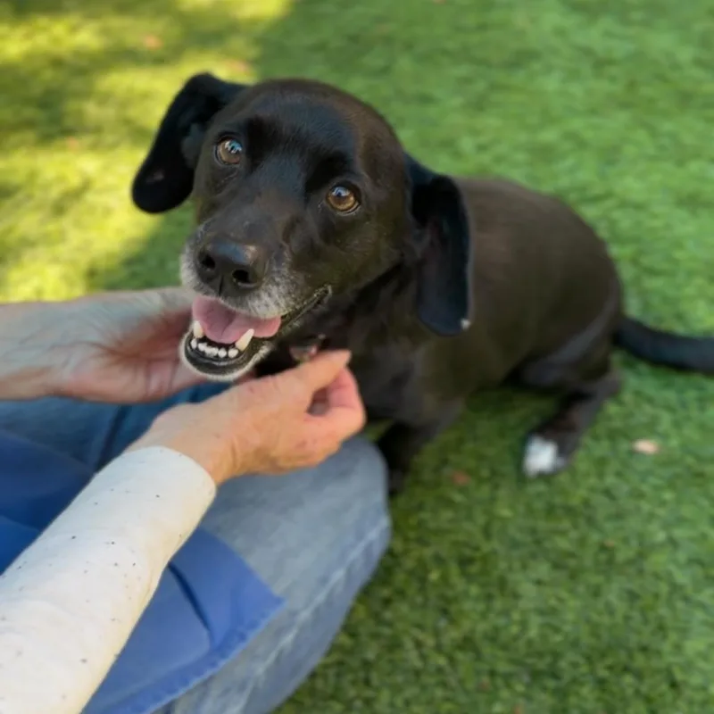 An adult medium-sized male Chihuahua dog named Buddy A for adoption in Mission Hills, CA