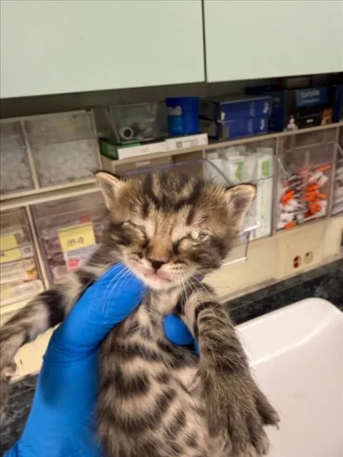 A baby medium-sized female Brown / Chocolate Domestic Short Hair cat named Rosey for adoption in Woodland, CA