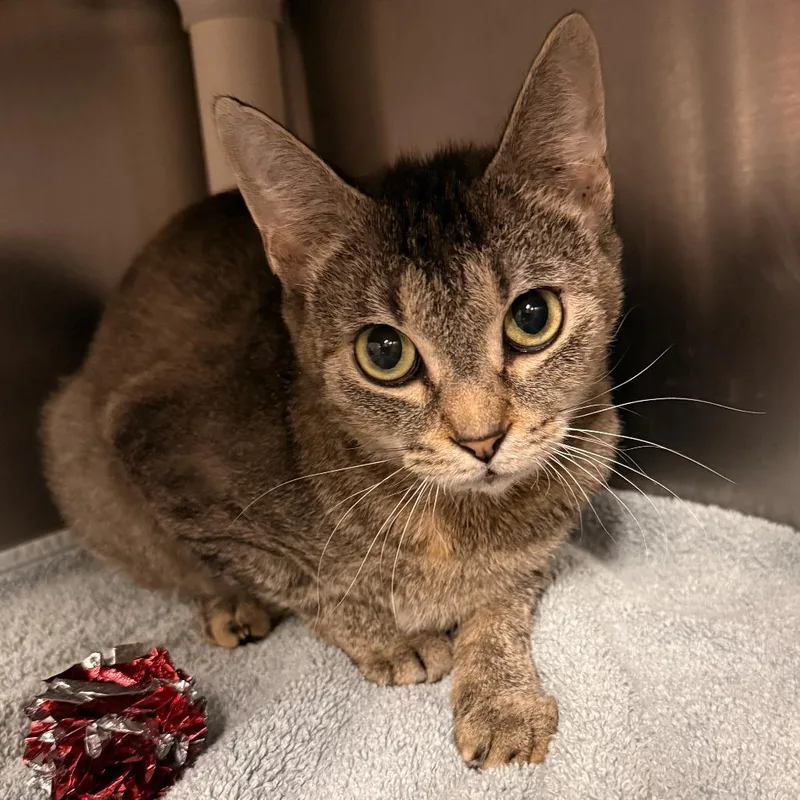 A young medium-sized female Gray / Blue / Silver Domestic Short Hair cat named Zolu for adoption in Fredericksburg, VA