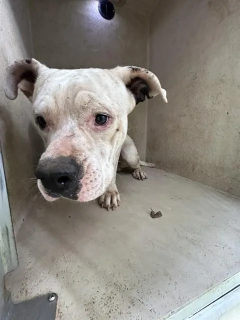 A young medium-sized male American Bulldog dog named Colt for adoption in Oklahoma City, OK