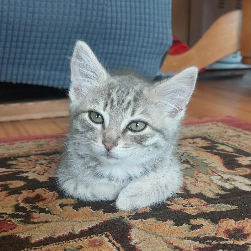 A baby small-sized male Gray / Blue / Silver Domestic Short Hair cat named Mousse for adoption in Santa Rosa, CA