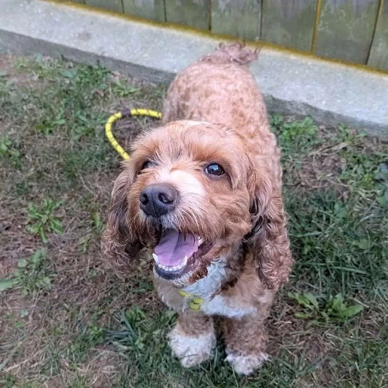 An adult medium-sized male Apricot / Beige Cockapoo dog named Benson for adoption in Arlington, VA