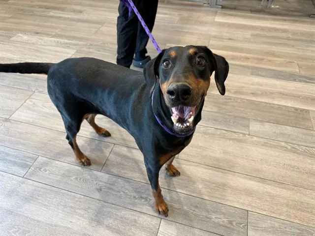 An adult large-sized female Doberman Pinscher dog named Peaches for adoption in Garland, TX