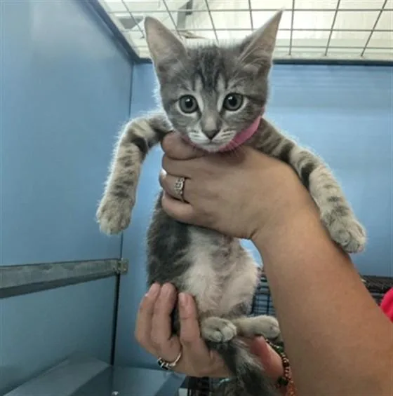 A baby small-sized female Domestic Short Hair cat named Gigi for adoption in San Bernardino, CA