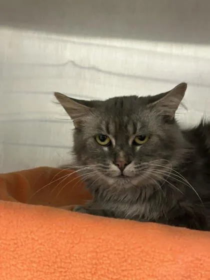 An adult large-sized male Domestic Long Hair cat named Hashtag for adoption in Munster, IN