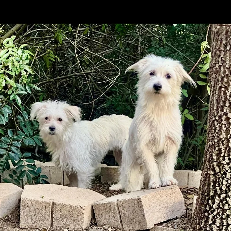 Benji & Amber thumbnail 2