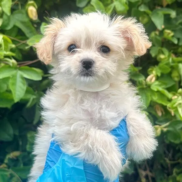 A baby small-sized female Miniature Poodle dog named Ice Cream for adoption in Walnut Creek, CA