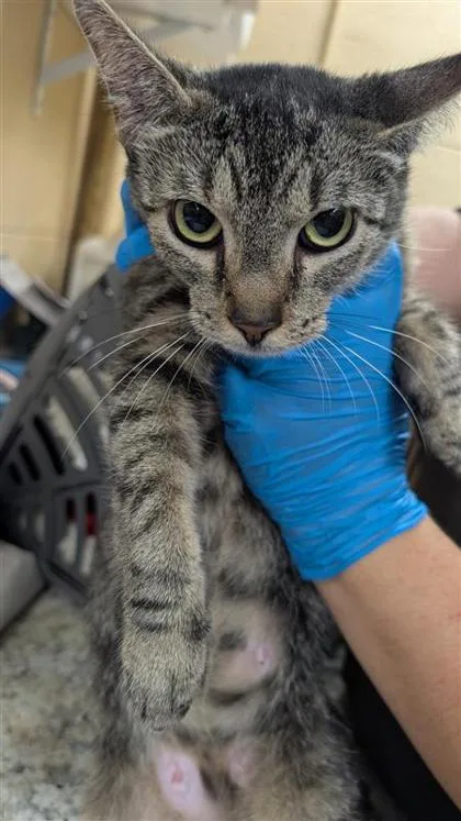 An adult small-sized female Domestic Short Hair cat named Starburst for adoption in Largo, FL