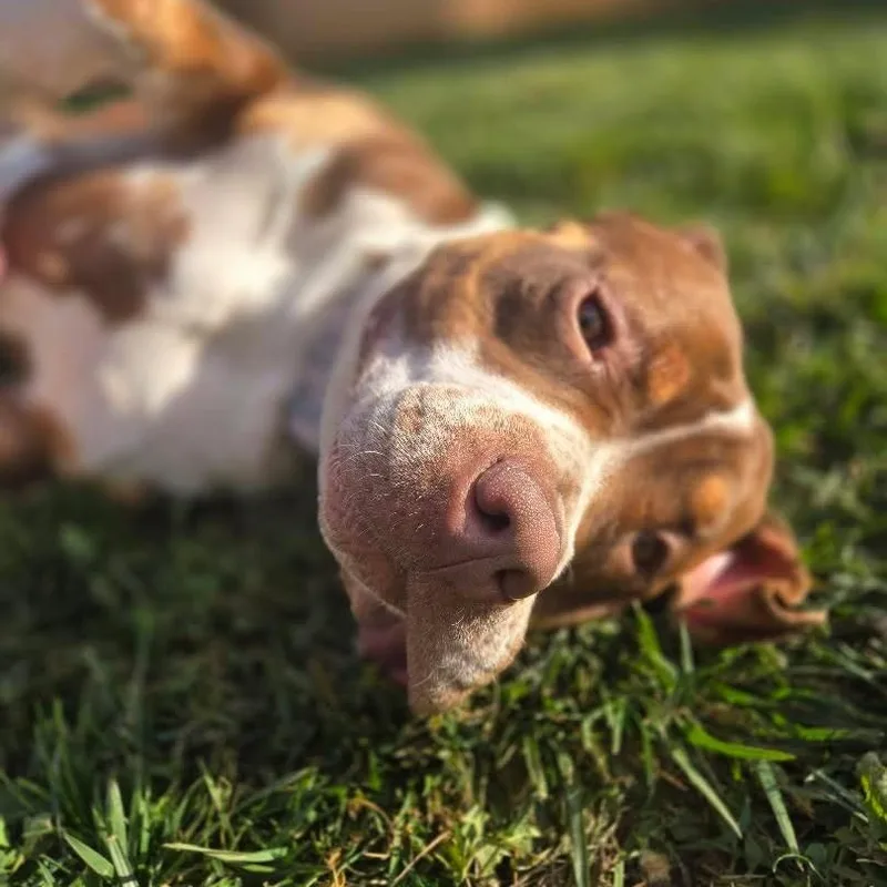A young large-sized female Bicolor American Bully dog named Mj for adoption in Whittier, CA