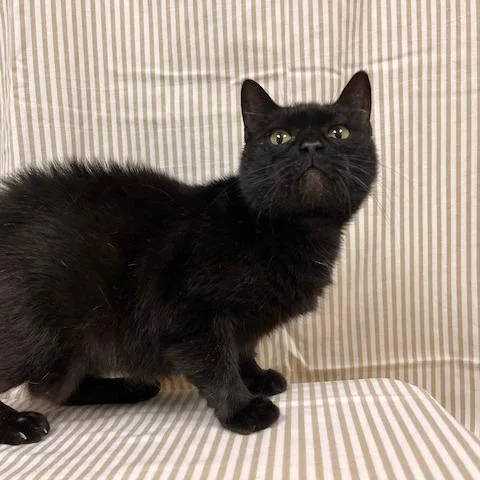 Meowgdalena