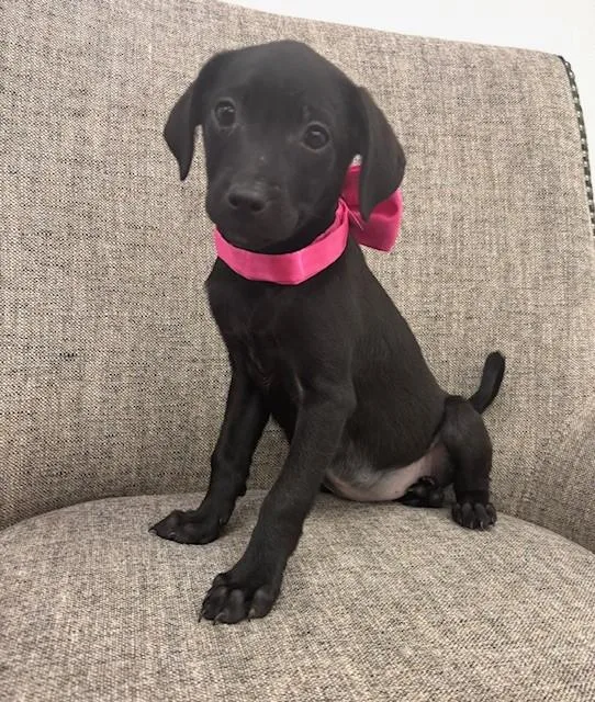 A baby medium-sized female Black Labrador Retriever dog named Nickel for adoption in Hawk Point, MO