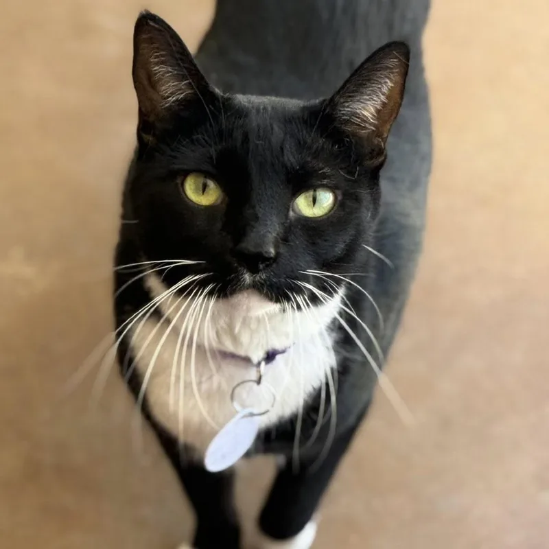 An adult extra large-sized male Black Domestic Short Hair cat named Juggernaut for adoption in Tucson, AZ