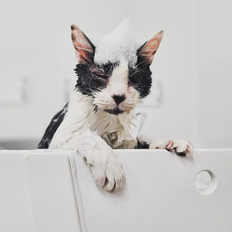 Sandy Gallito thumbnail 3