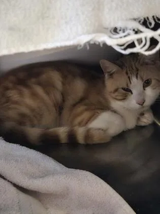 An adult large-sized male Domestic Short Hair cat named Cheddar for adoption in Independence, MO