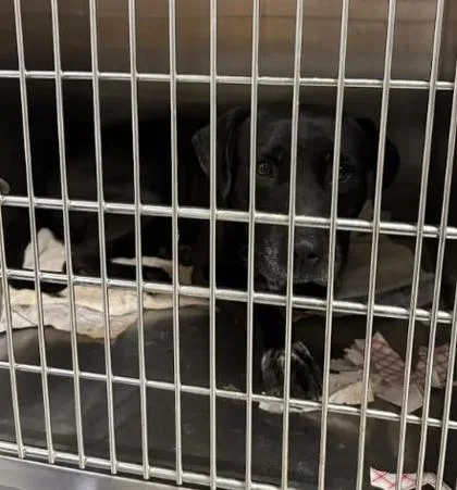 An adult large-sized male Mixed Breed dog named Jones for adoption in Atlanta, GA