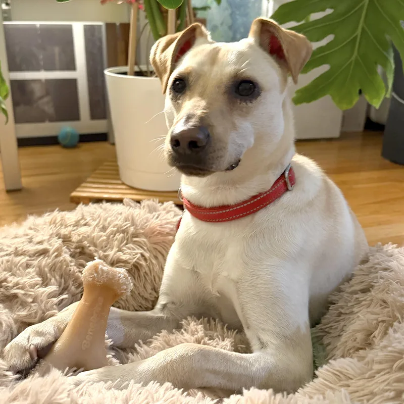 A young small-sized male Yellow / Tan / Blond / Fawn Chiweenie dog named Mooshu for adoption in Brooklyn, NY