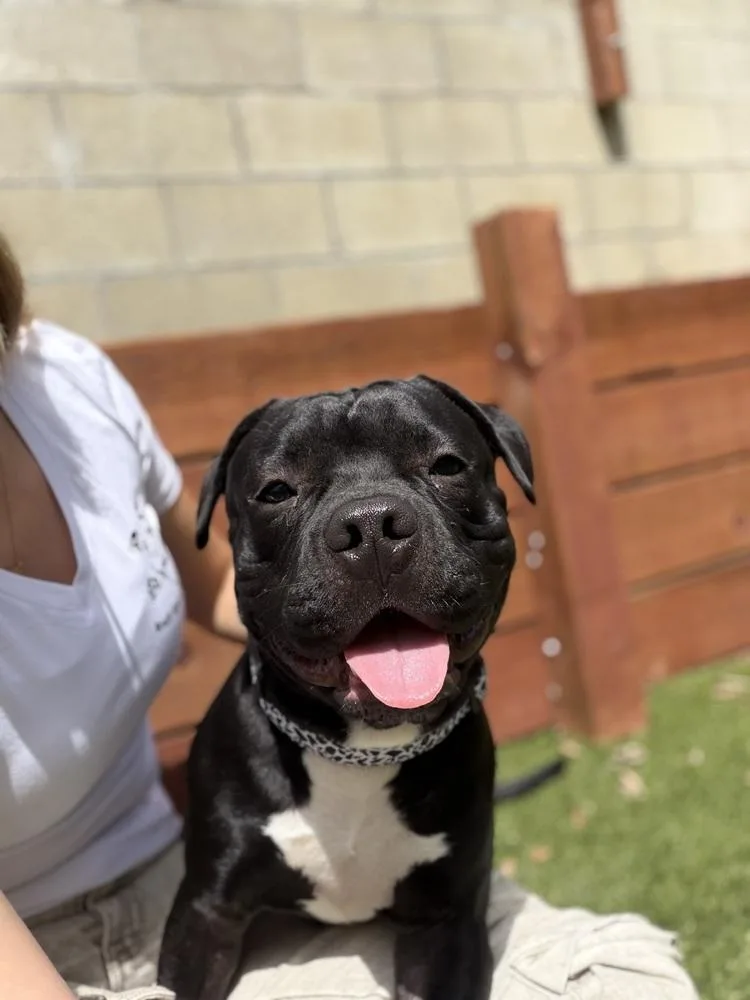 A young medium-sized male Pit Bull Terrier dog named Shadow for adoption in ventura, CA