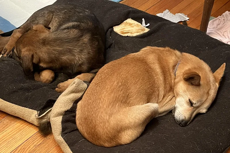 A baby large-sized male Bicolor Mixed Breed dog named Pupkin for adoption in Sioux Falls, SD