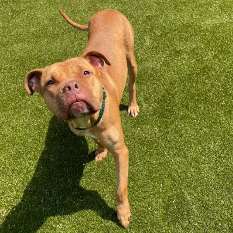 An adult medium-sized female Red / Chestnut / Orange American Bulldog dog named Shera for adoption in Greensboro, NC