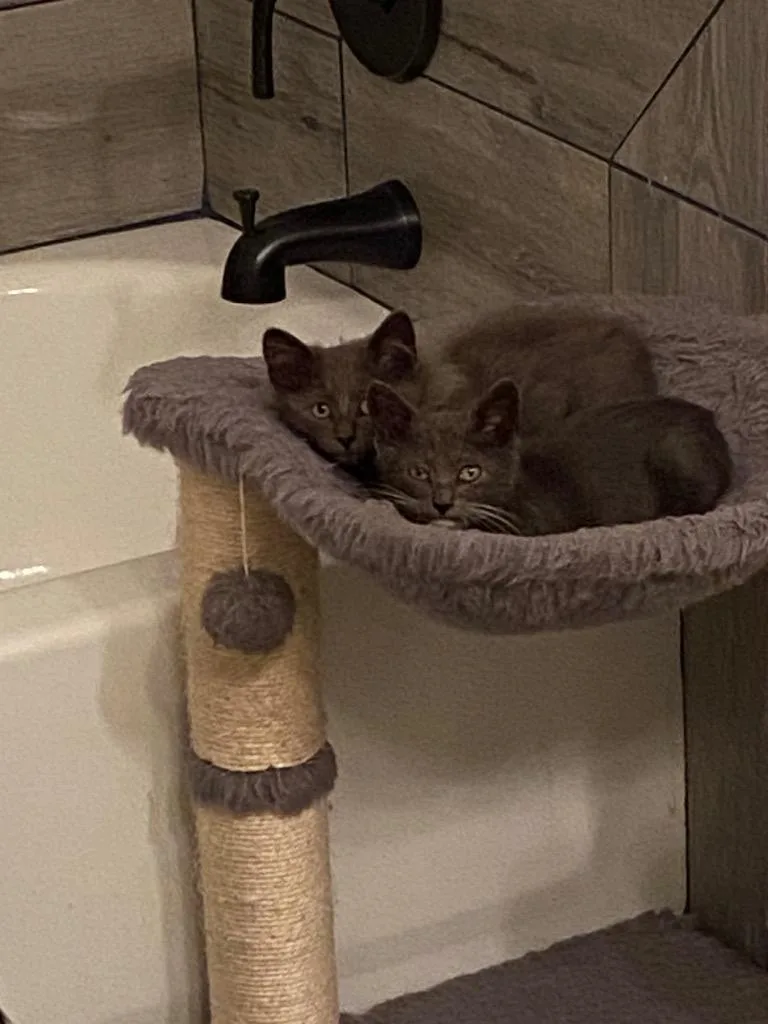 A baby medium-sized male Domestic Short Hair cat named Bandit for adoption in Lewisville, TX