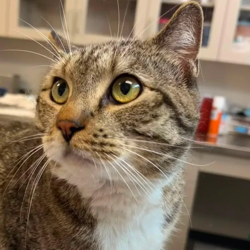 An adult large-sized male Tabby (Brown / Chocolate) Domestic Short Hair cat named Rotisserie Chicken for adoption in Evanston, IL