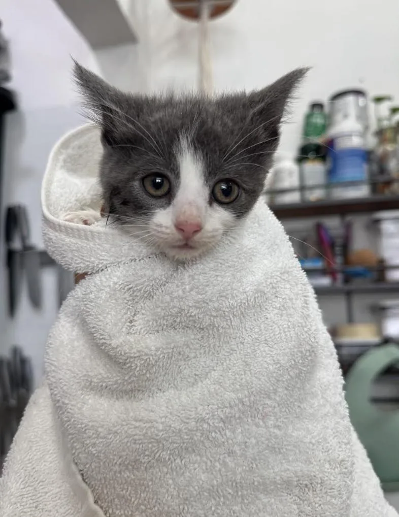 A baby small-sized female Gray & White Domestic Short Hair cat named Cyprus for adoption in New York, NY