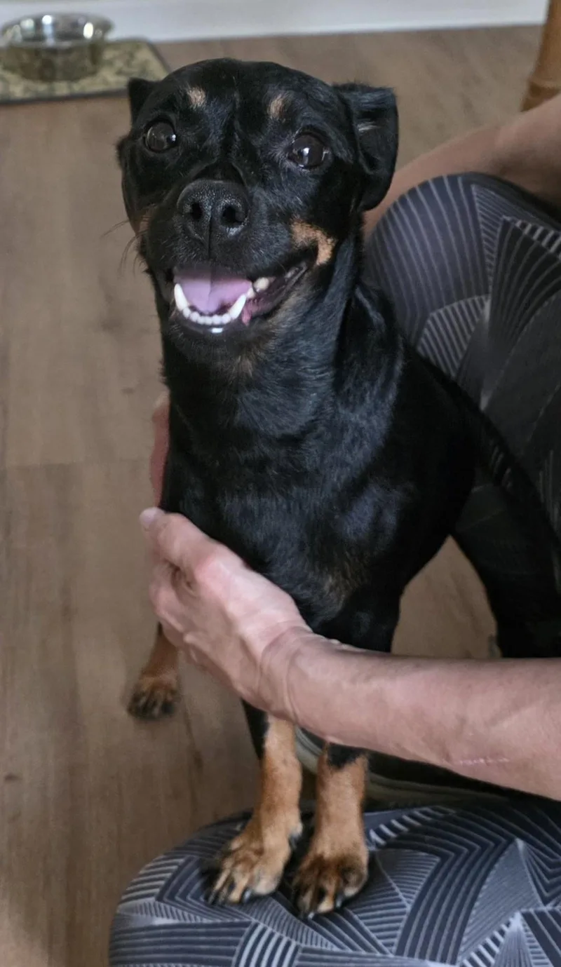 An adult small-sized female Miniature Pinscher dog named Linda for adoption in Palatine, IL