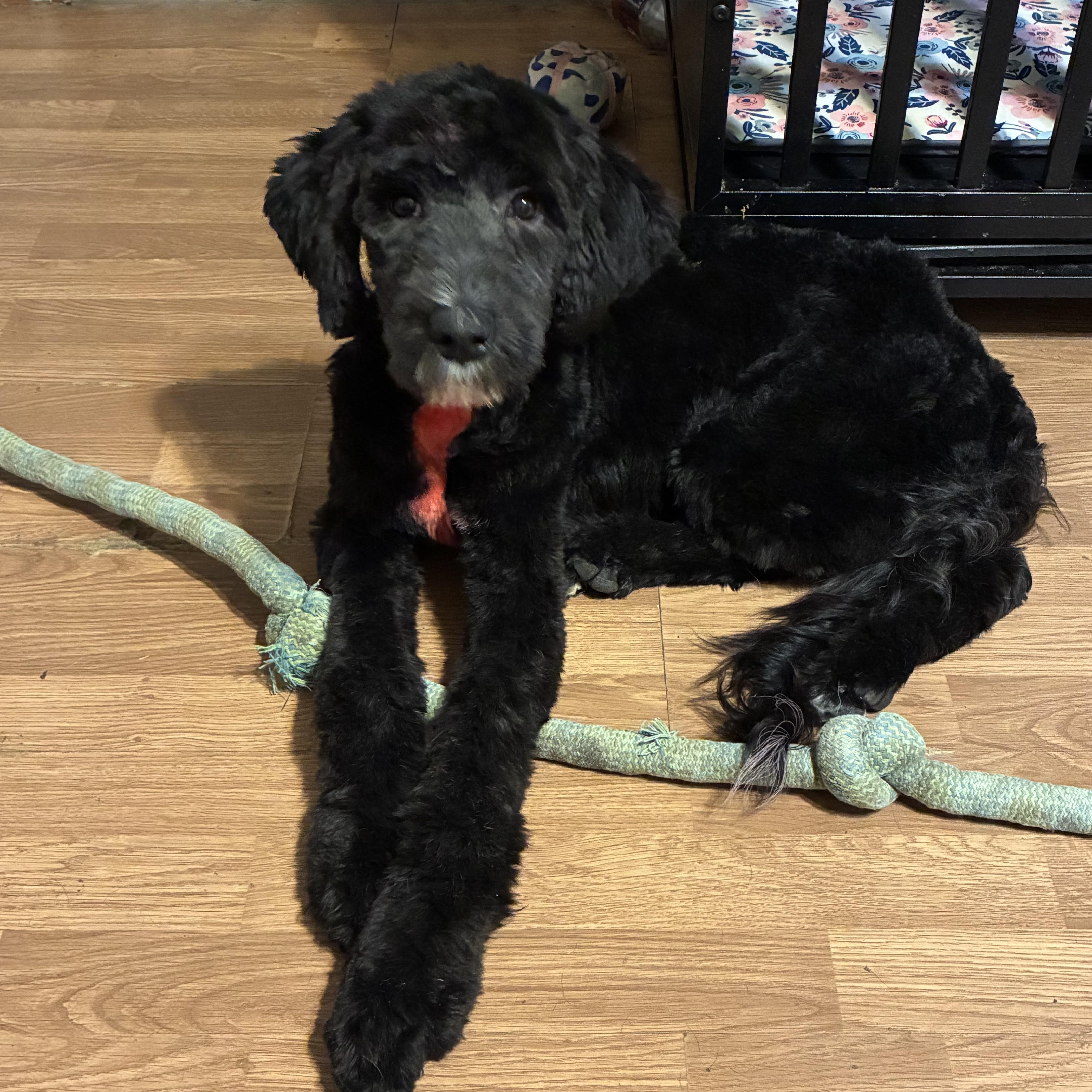 A baby large-sized male Standard Poodle dog named Vader for adoption in Arlington, TX