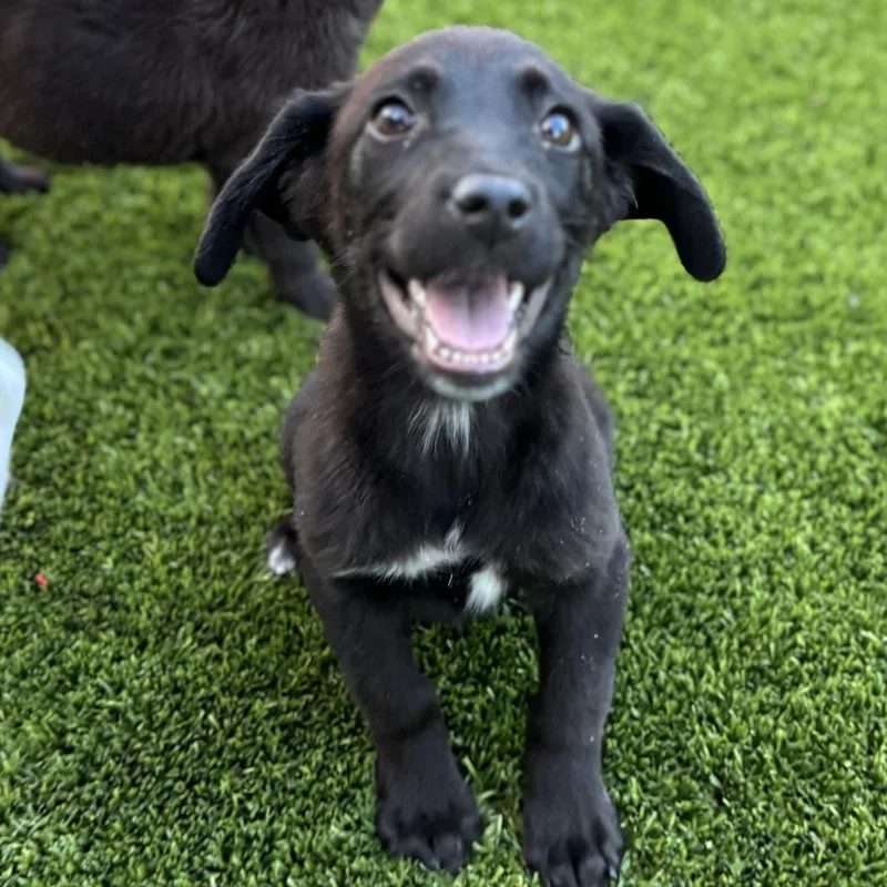A baby medium-sized female Black Black Labrador Retriever dog named Lucy for adoption in Phoenix, AZ