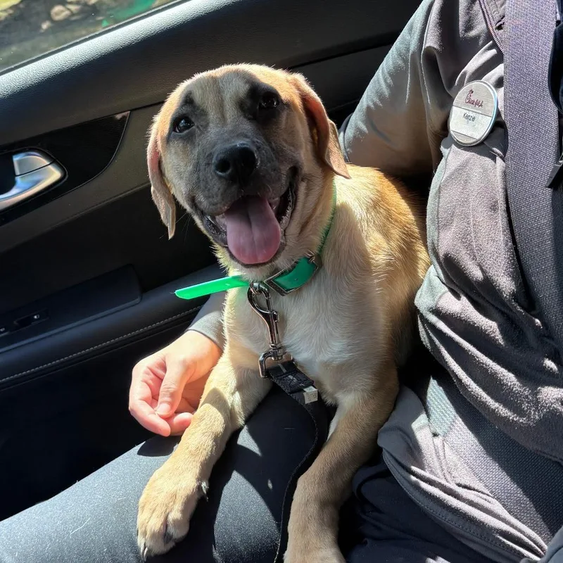 A baby small-sized male Brown / Chocolate Mixed Breed dog named Plushie for adoption in Greensboro, NC