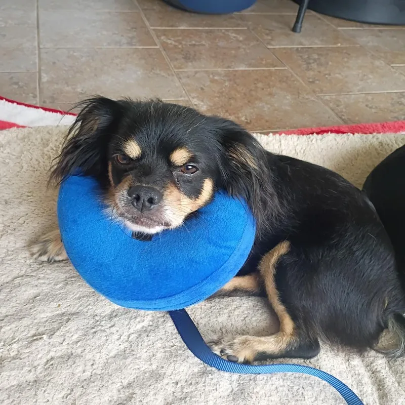 An adult medium-sized male Dachshund dog named Ozzy for adoption in Ashland, WI