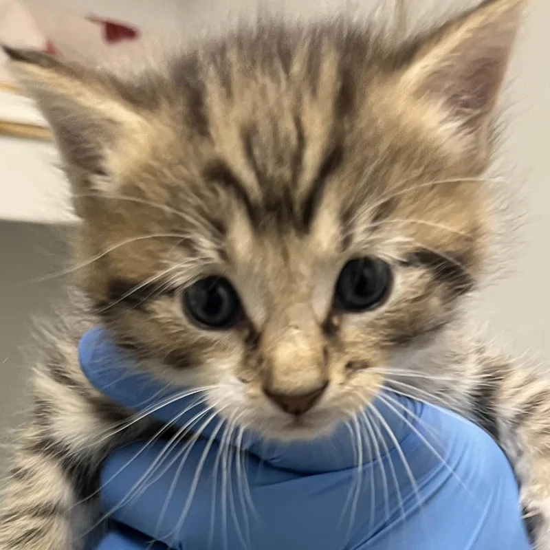 A baby small-sized female Brown / Chocolate Domestic Short Hair cat named 71280 for adoption in Harrisonburg, VA