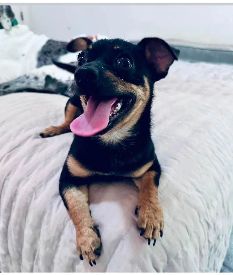 An adult small-sized female Chihuahua dog named Becks for adoption in New Portland, ME