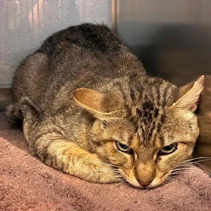 An adult medium-sized male Domestic Short Hair cat named Pouncer for adoption in Gastonia, NC