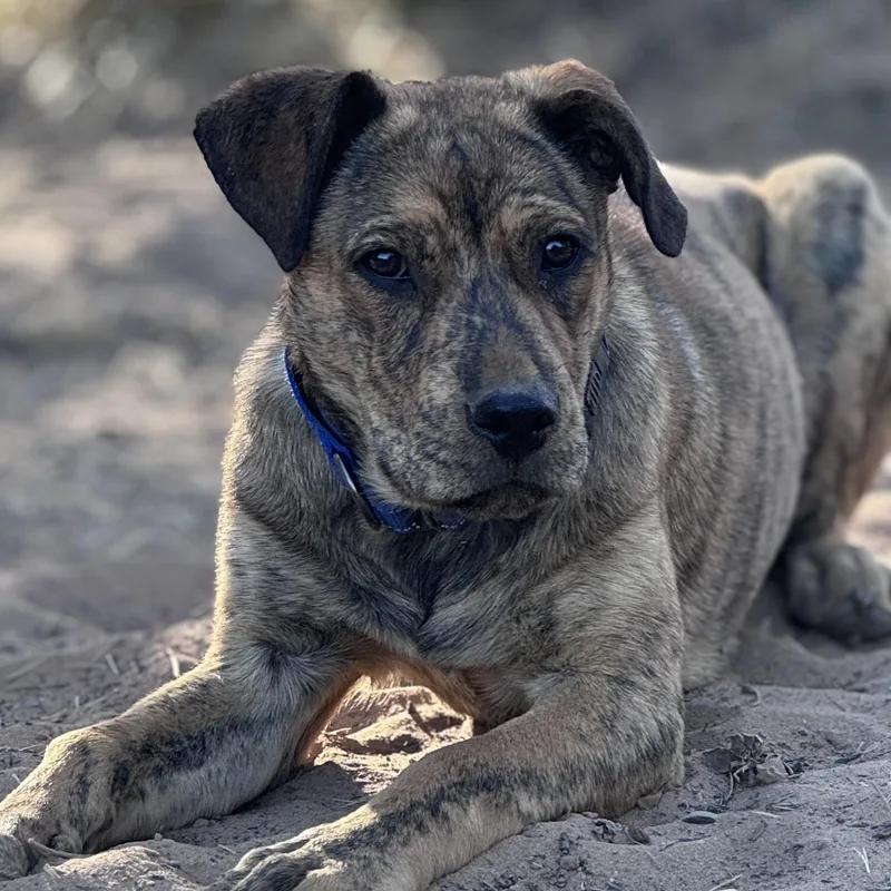 A young medium-sized female Brindle Mixed Breed dog named Tater for adoption in Carson, NM