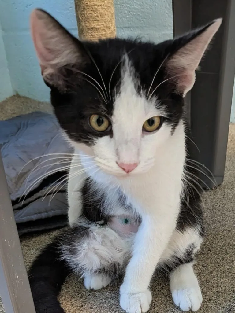 A baby small-sized male Domestic Short Hair cat named Macron for adoption in Cape Coral, FL