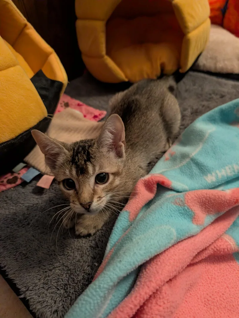 A baby medium-sized female Brown / Chocolate Domestic Short Hair cat named Sarissa for adoption in Oviedo, FL