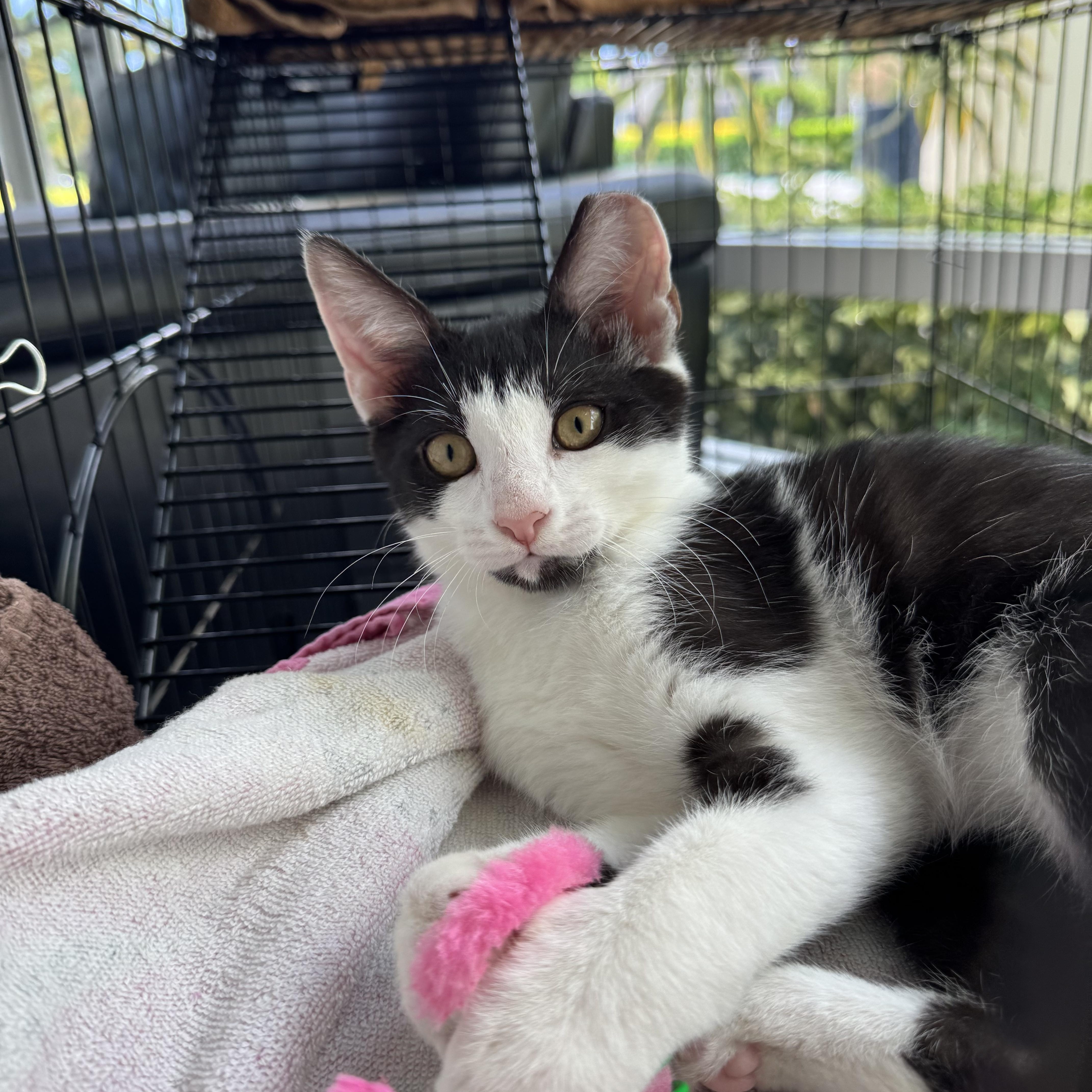 A young small-sized female Domestic Short Hair cat named Checkers for adoption in Delray Beach, FL