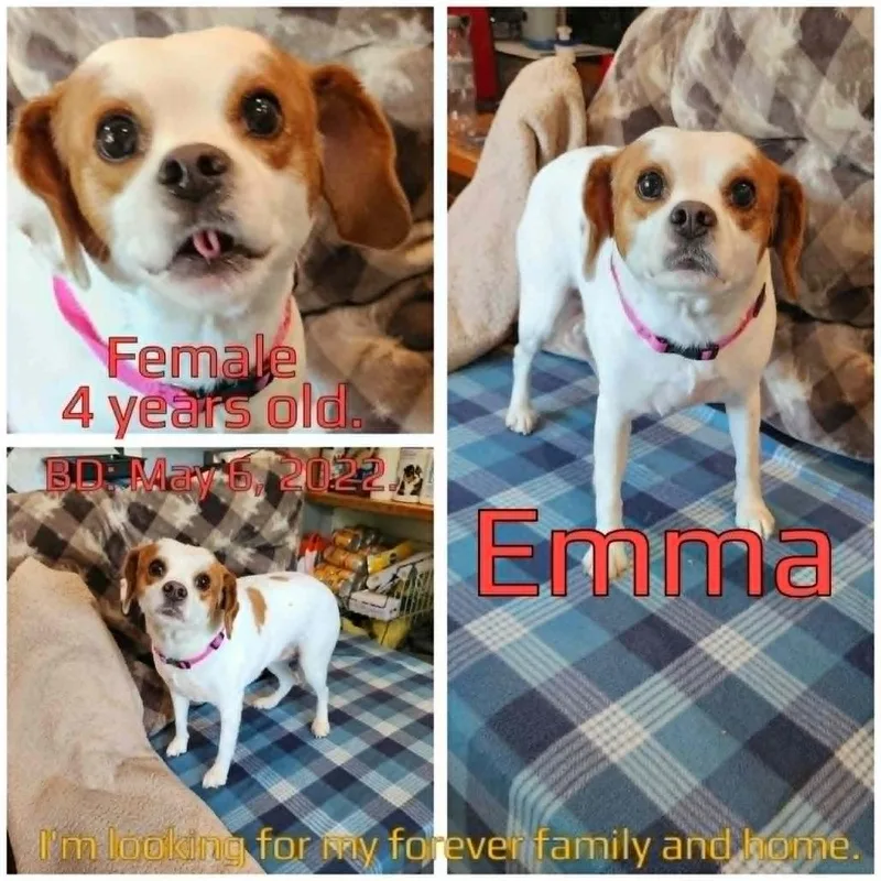 Emma thumbnail 3