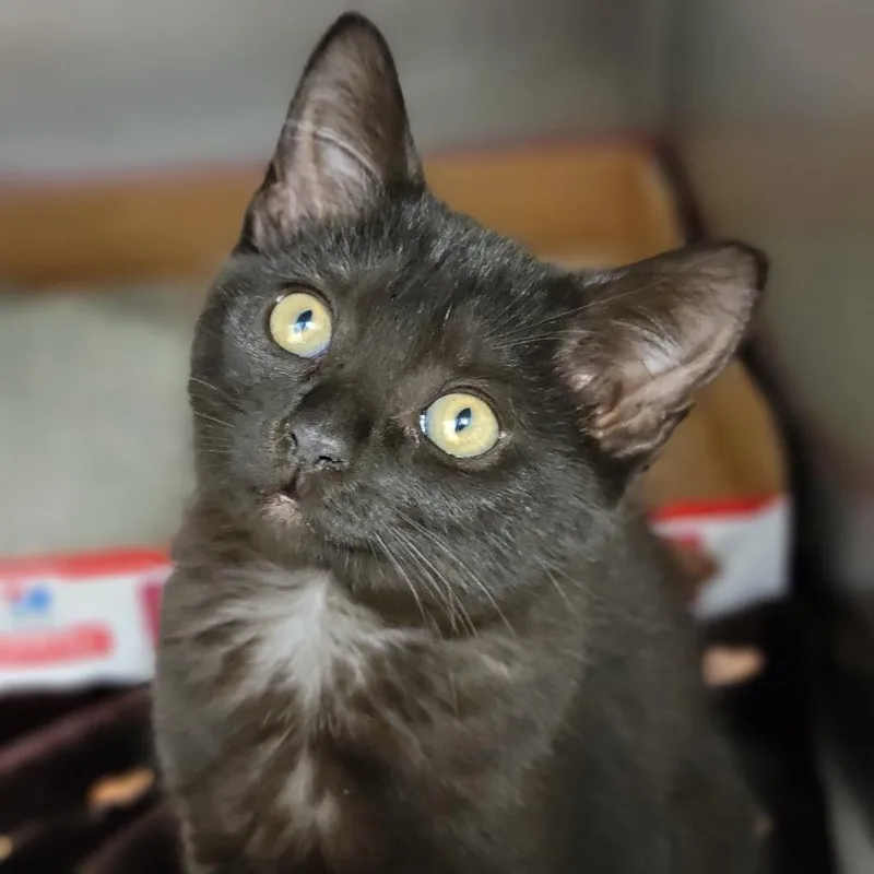 A baby small-sized female Black Domestic Short Hair cat named Janet The Planet for adoption in Sarasota, FL