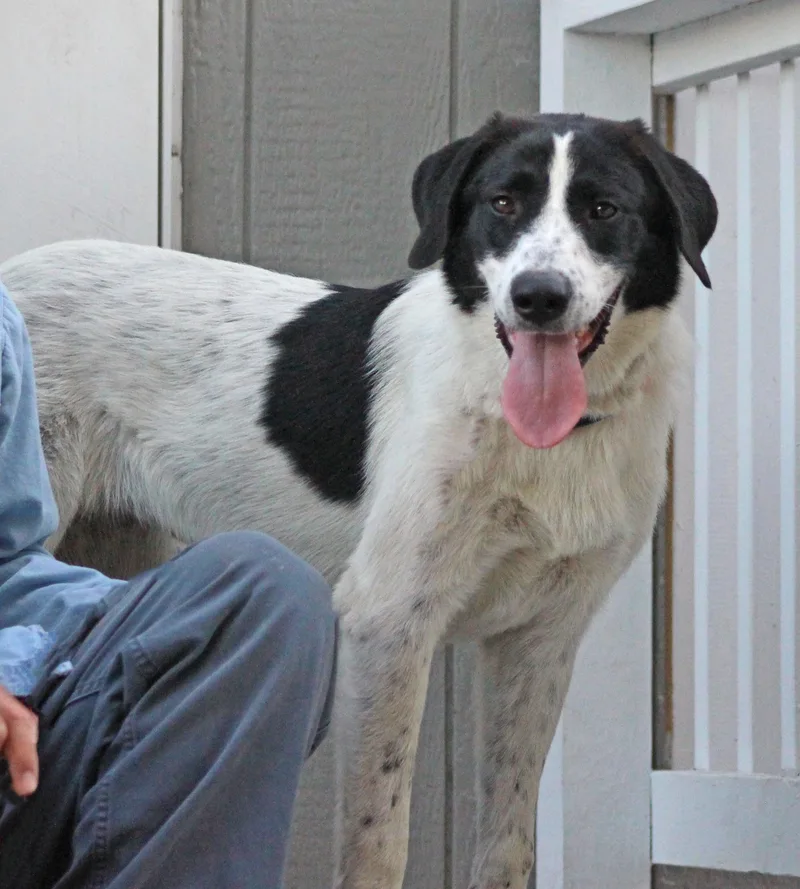 Maggie thumbnail 4