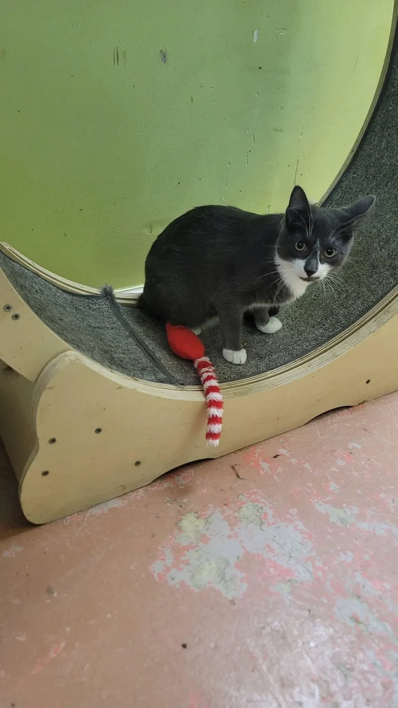 A young medium-sized male Gray & White American Shorthair cat named Smokey for adoption in Tunica, MS